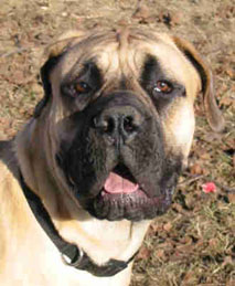 Formato facial de um Boerboel